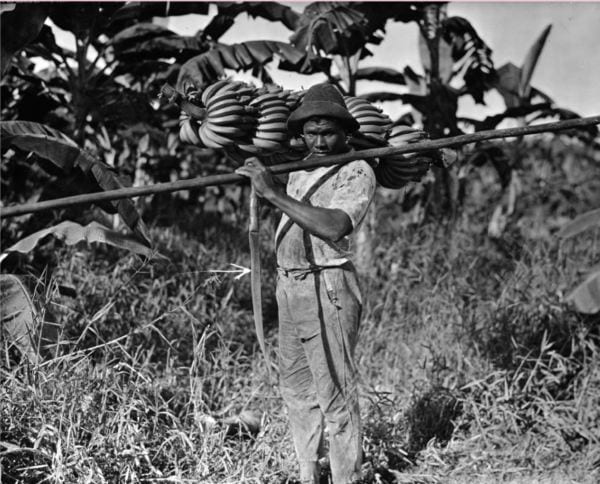 Photo of a worker with a five-foot bunch of bananas over his right shoulder and a long pole over his left shoulder. Columbia, 1924