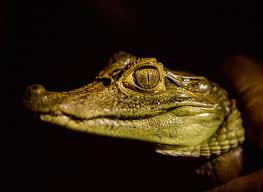 Sensual Women, Lush Wetlands and Cool Caimans