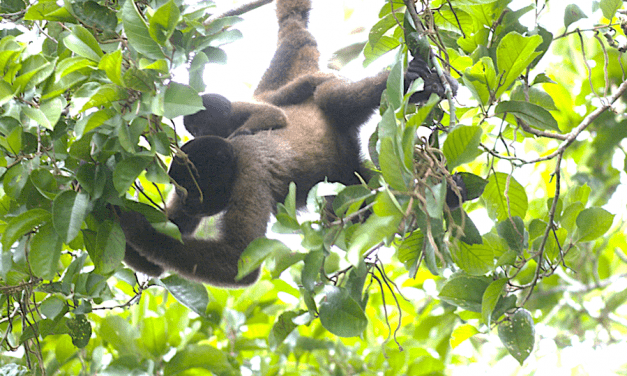 How Do Monkeys Create Tropical Rainforests?