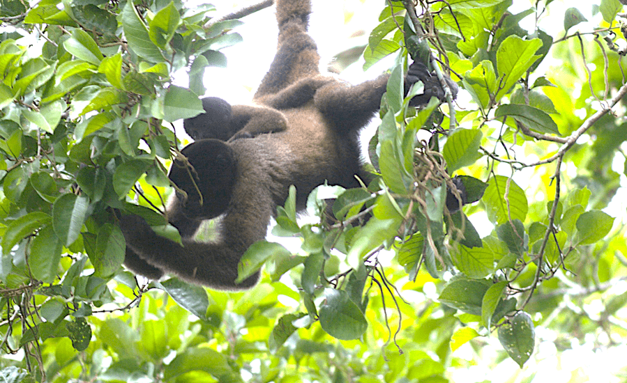 How Do Monkeys Create Tropical Rainforests?
