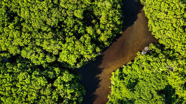aerial view of the Amazon river