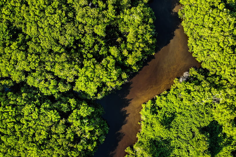 aerial view of the Amazon river