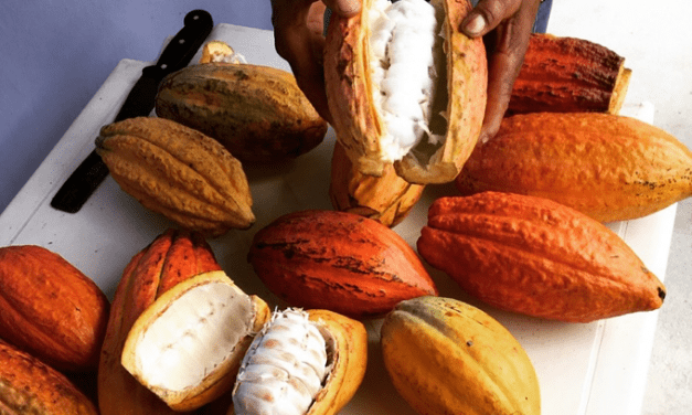 The Resurgence of Brazilian Cacao and Chocolate