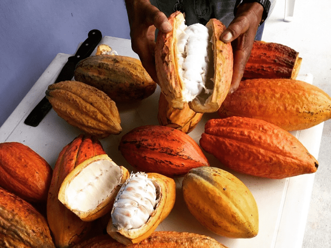 The Resurgence of Brazilian Cacao and Chocolate