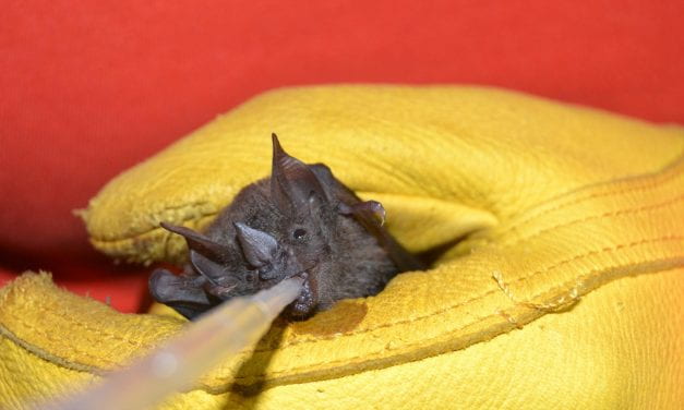 Capturing Bats to Find Fungi on Flies