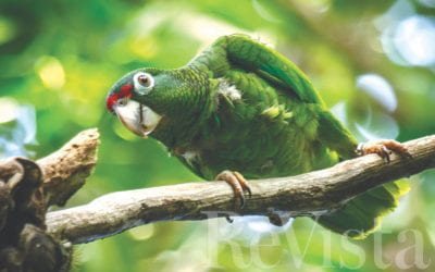 The Parrots of the Caribbean