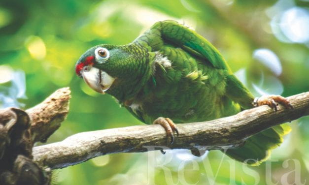 The Parrots of the Caribbean