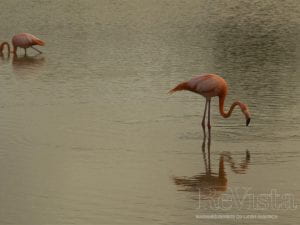 Two flamingo in a lagoon in Puerto Villamil.
