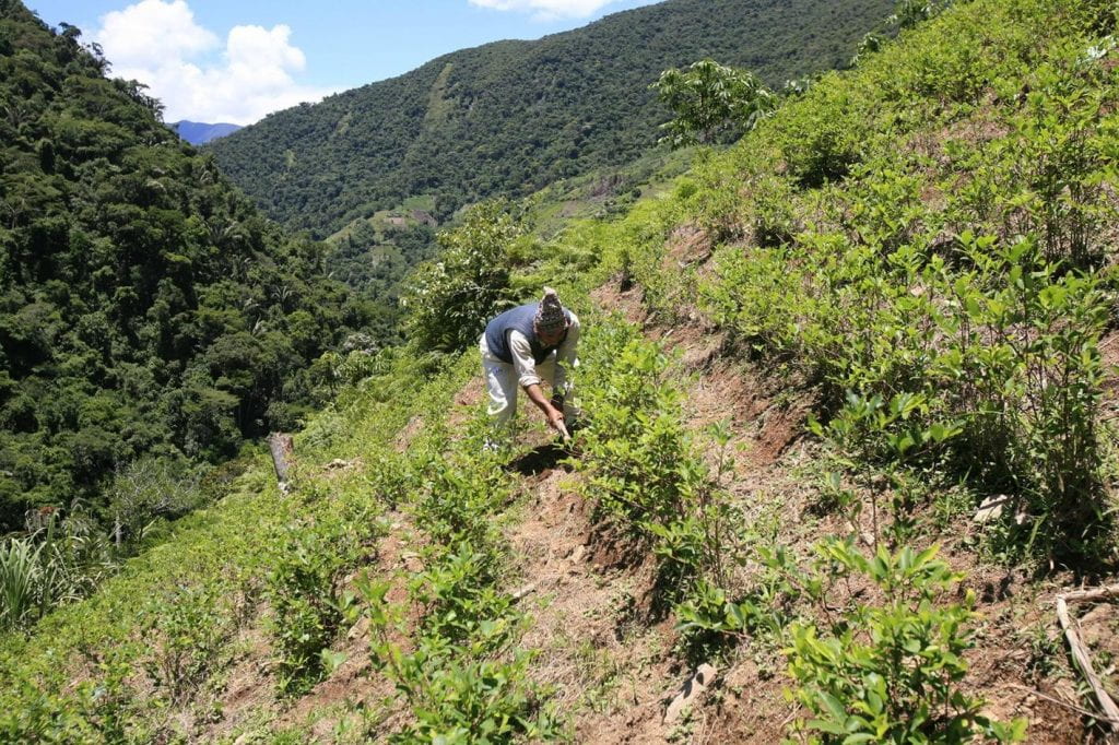 Photo of person working among coca plantings on a hillside.