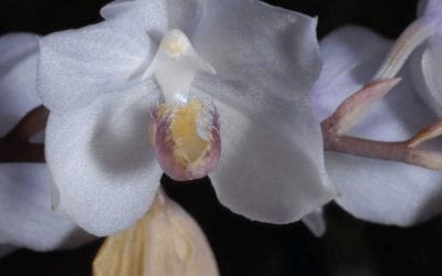 Collecting Orchids In the Venezuelan Orinco-Amazon Interfluvium
