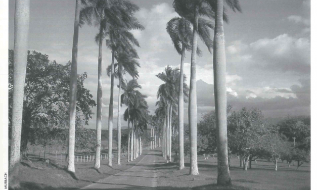 The Cienfuegos Botanical Garden