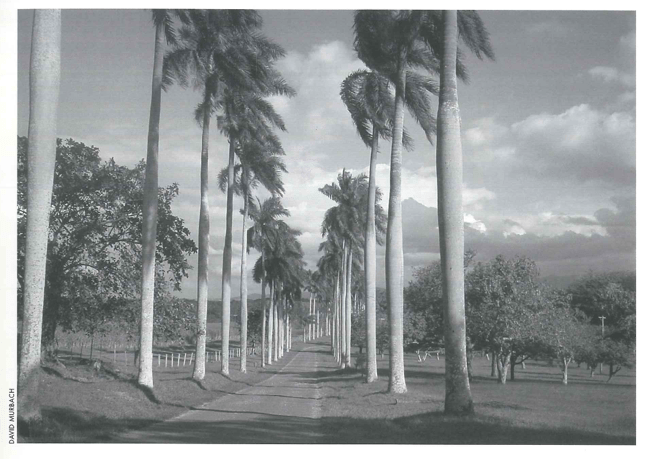 The Cienfuegos Botanical Garden