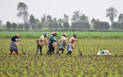 The Neglected Sector: Agriculture in Peru
