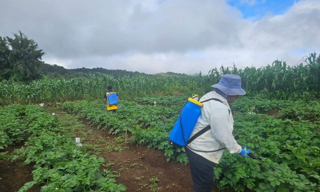 Pesticide Use among Potato Smallholders in Honduras