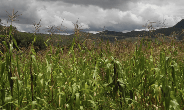 Rural Agriculture and the Cities