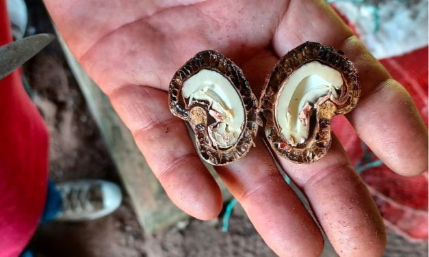 Nuggets of Carbon: Cashew, Chocolate and Carbon Farming in Colombia