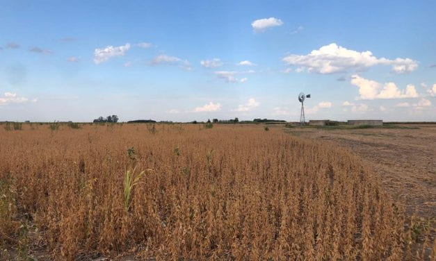 The Impact of Soybeans in Argentina and Beyond: A Double-Edged Sword?